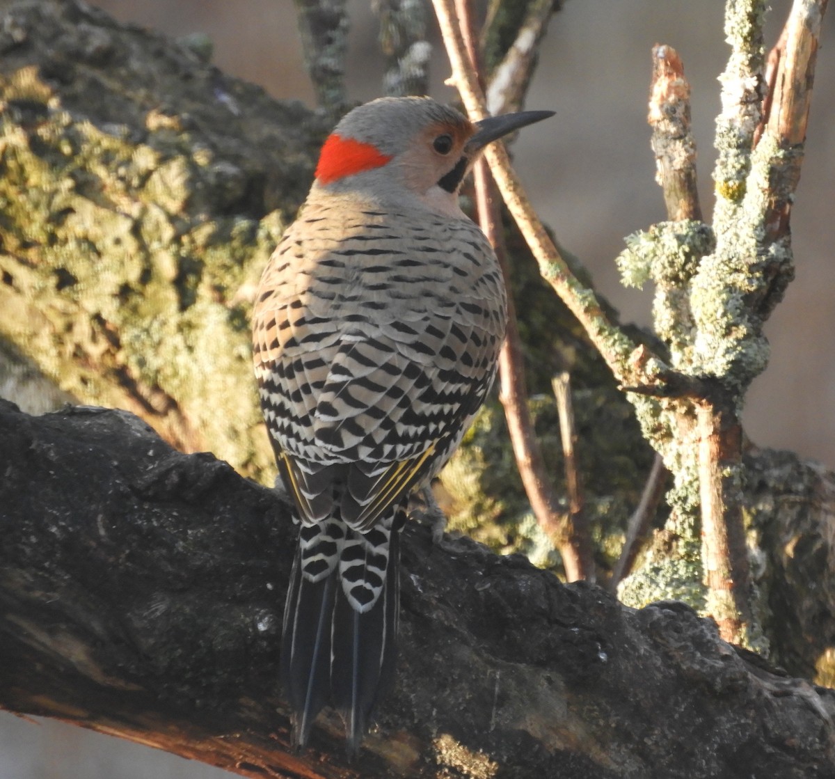 Northern Flicker - ML435199951