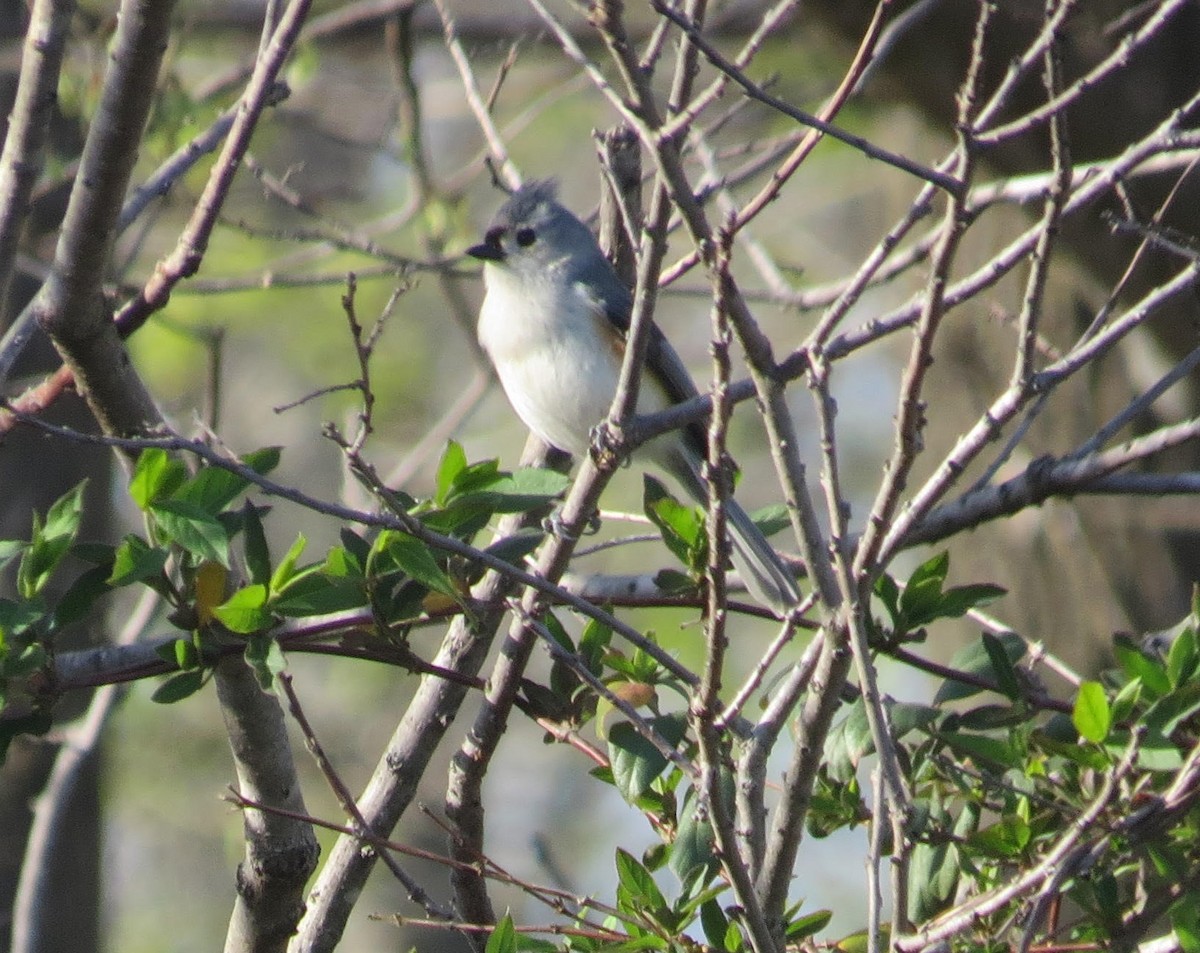 Tufted Titmouse - ML435201791