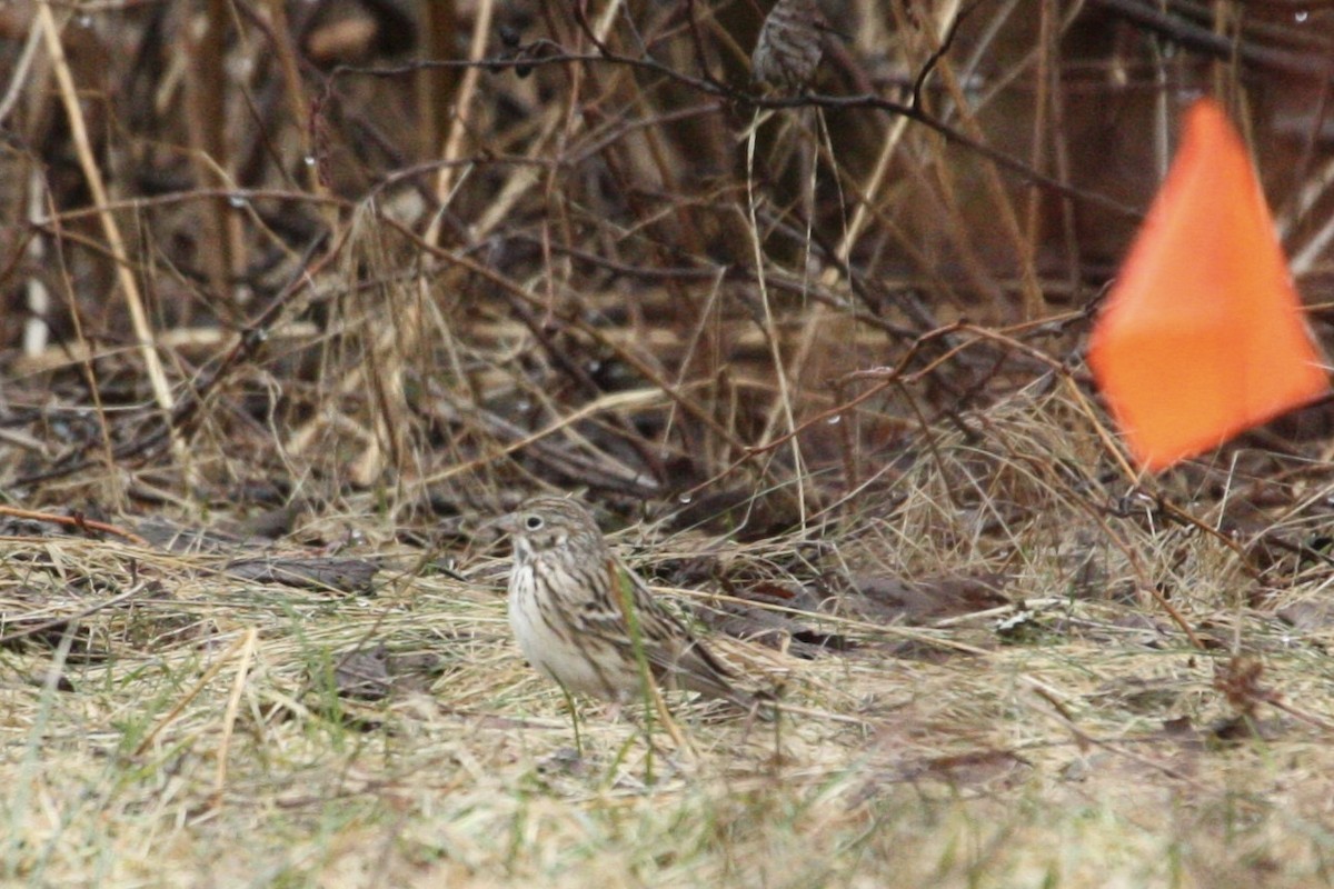 Vesper Sparrow - ML435202001