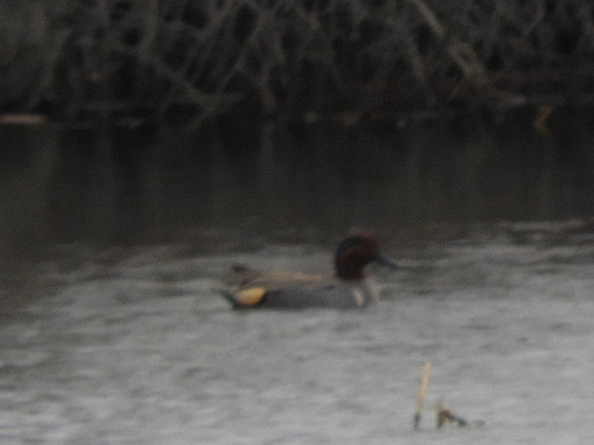 Green-winged Teal - ML435203341