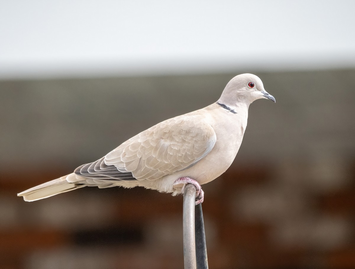 Eurasian Collared-Dove - Blythe Nilson