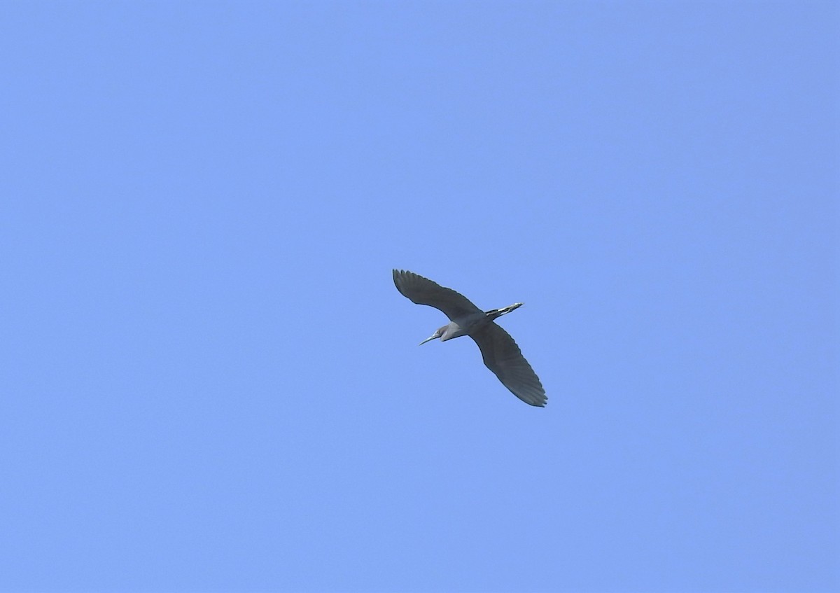 Little Blue Heron - Pamela Goolsby