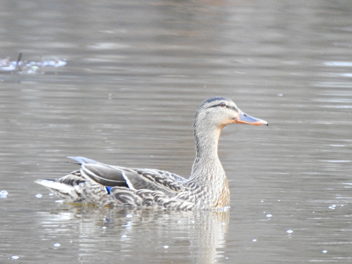 Mallard - ML435206981