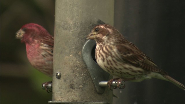 Purple Finch - ML435207