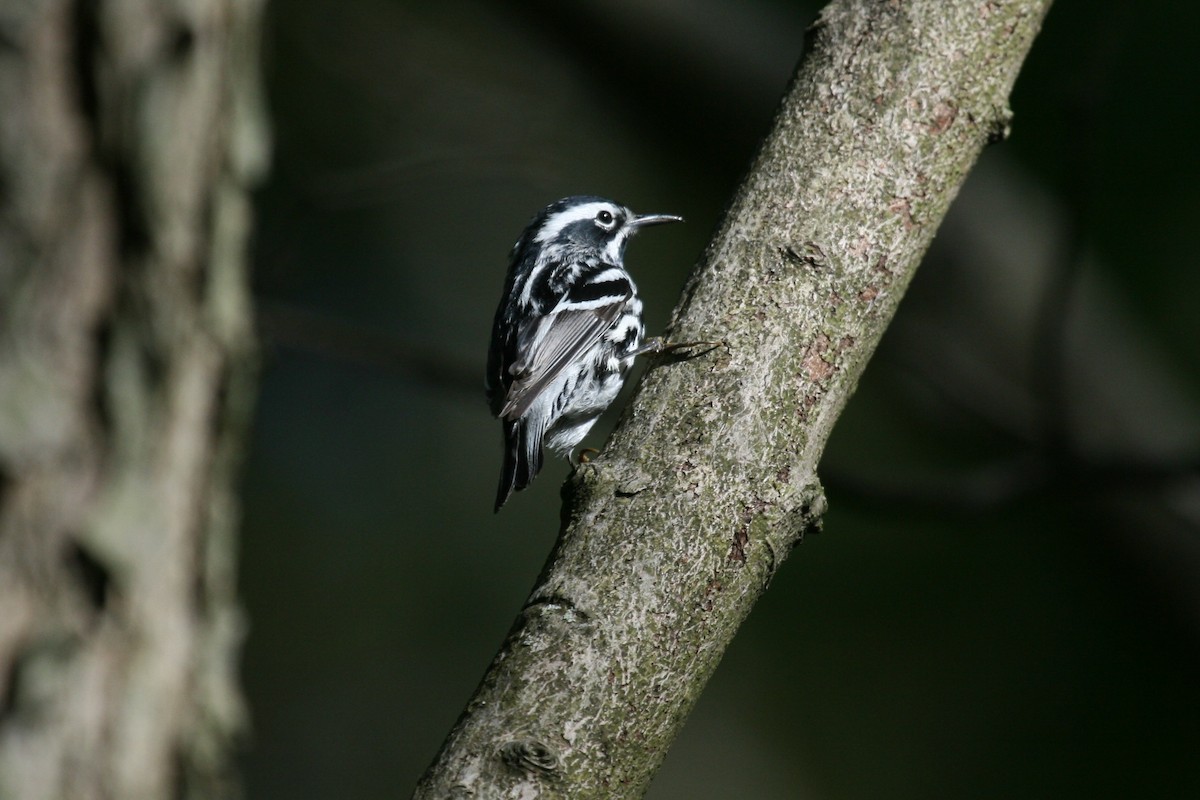 Black-and-white Warbler - ML435207021