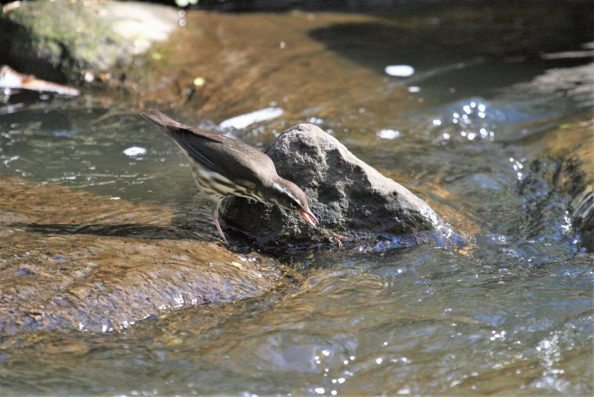 Louisiana Waterthrush - ML435207311