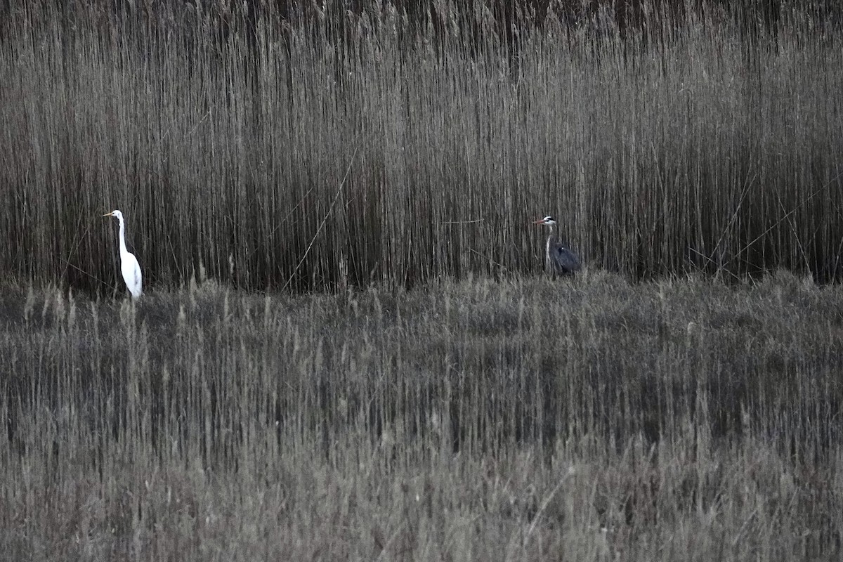 Great Blue Heron - ML435207611