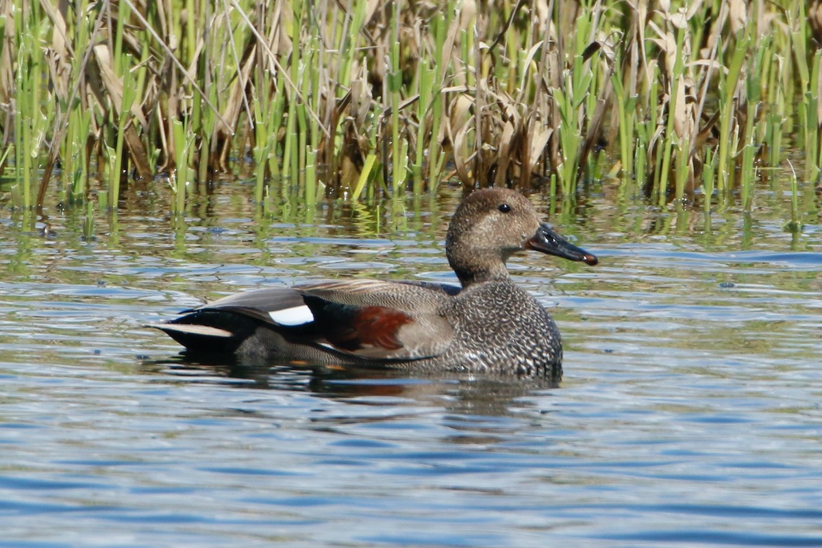 Gadwall - ML435208761