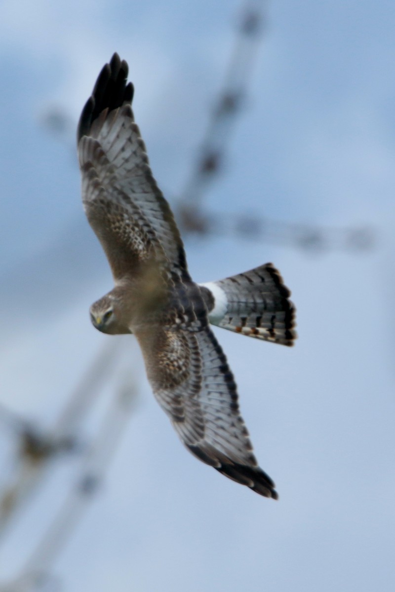 Northern Harrier - ML435208961