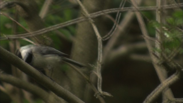 Black-capped Chickadee - ML435209