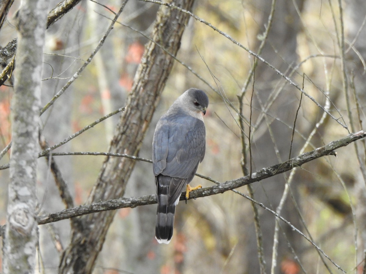 Cooper's Hawk - Ryne VanKrevelen