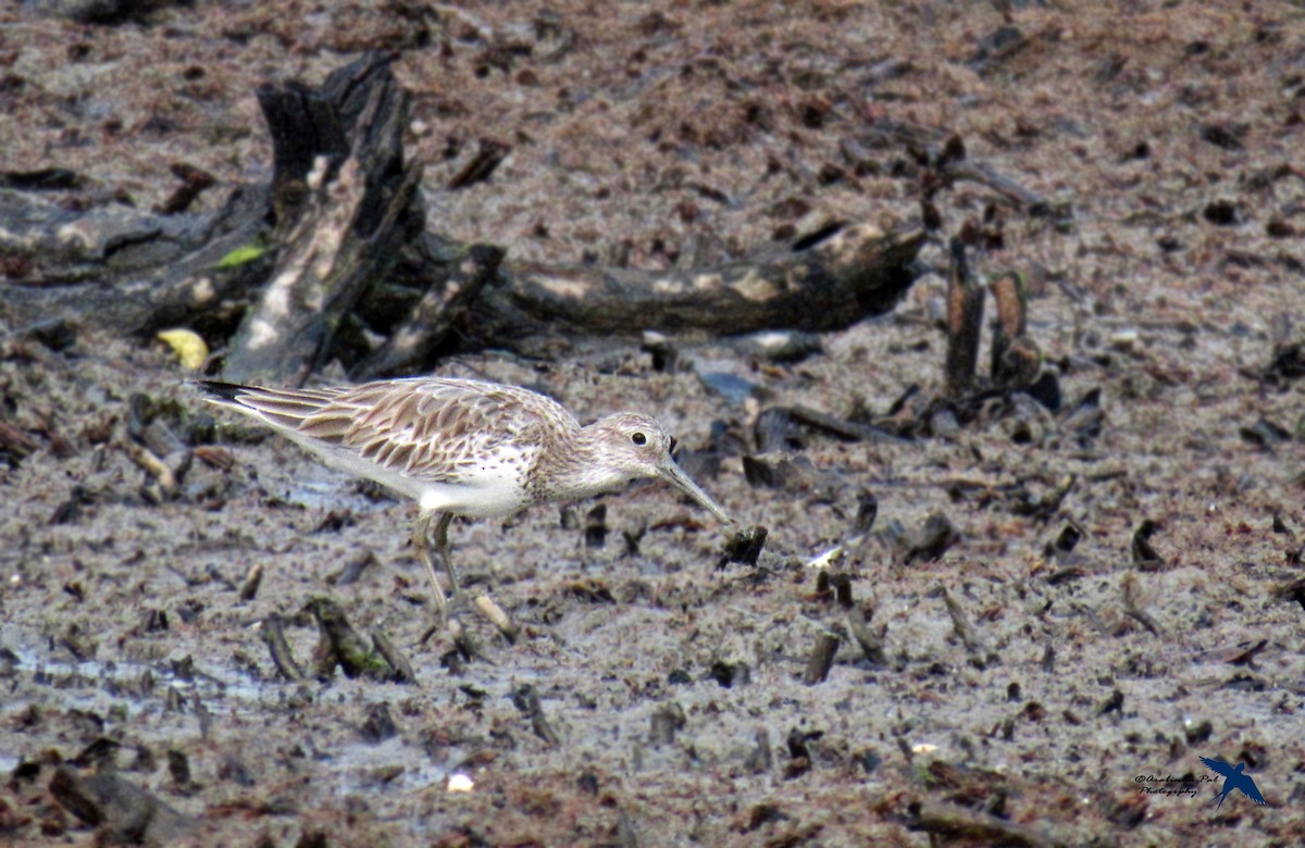 Great Knot - ML43520941