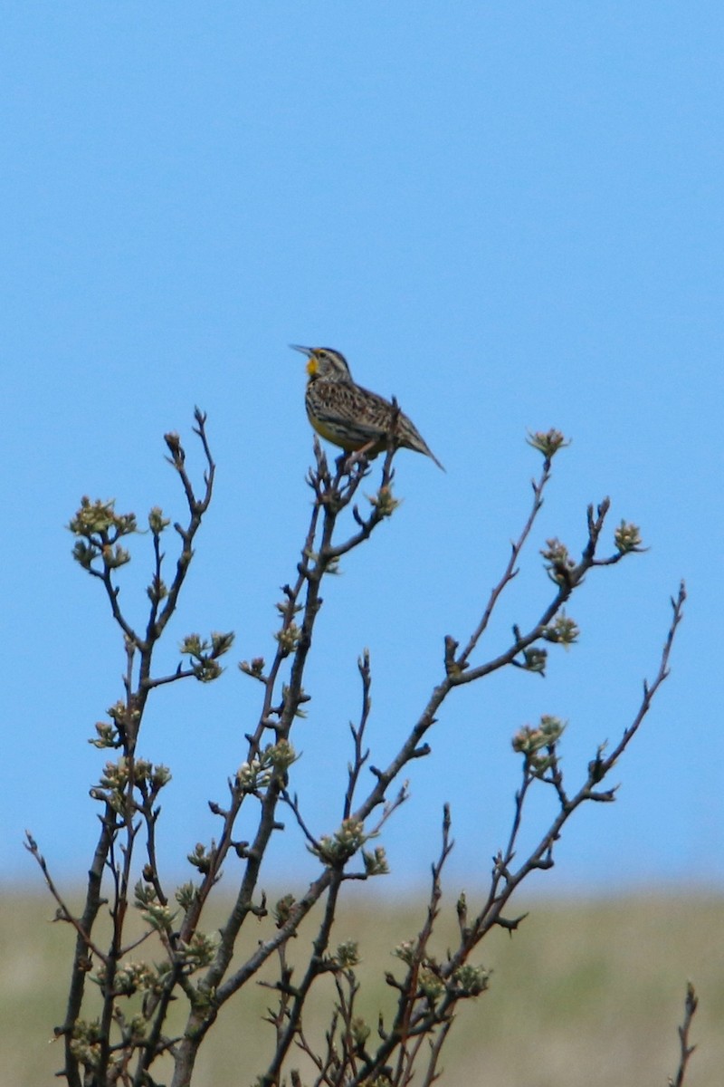 Western Meadowlark - ML435209441