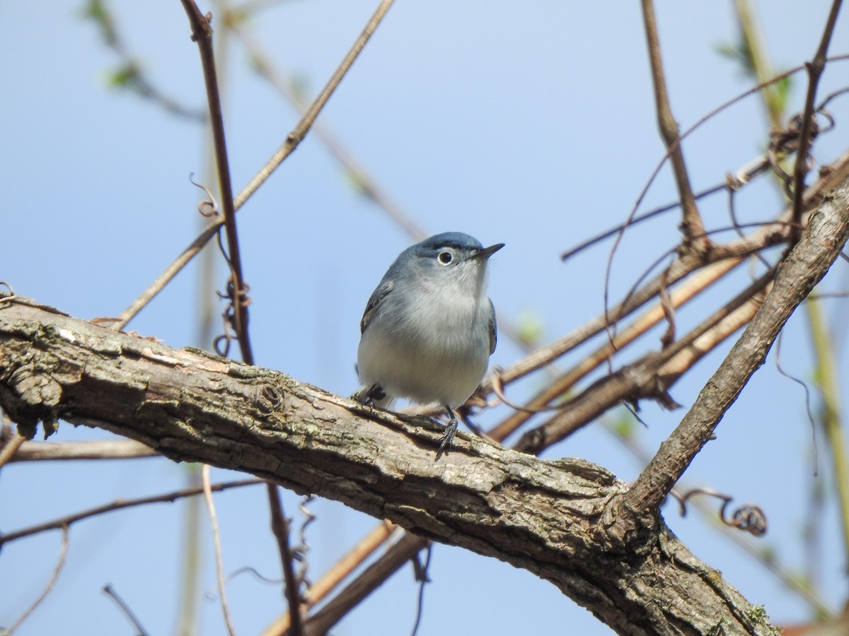 Blue-gray Gnatcatcher - ML435210061