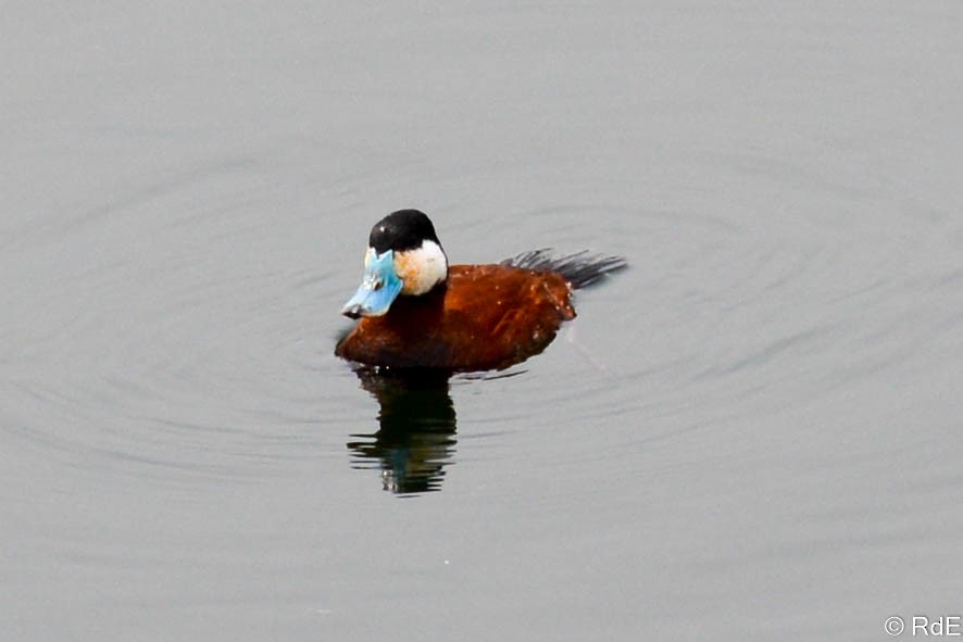 Ruddy Duck - ML435210551