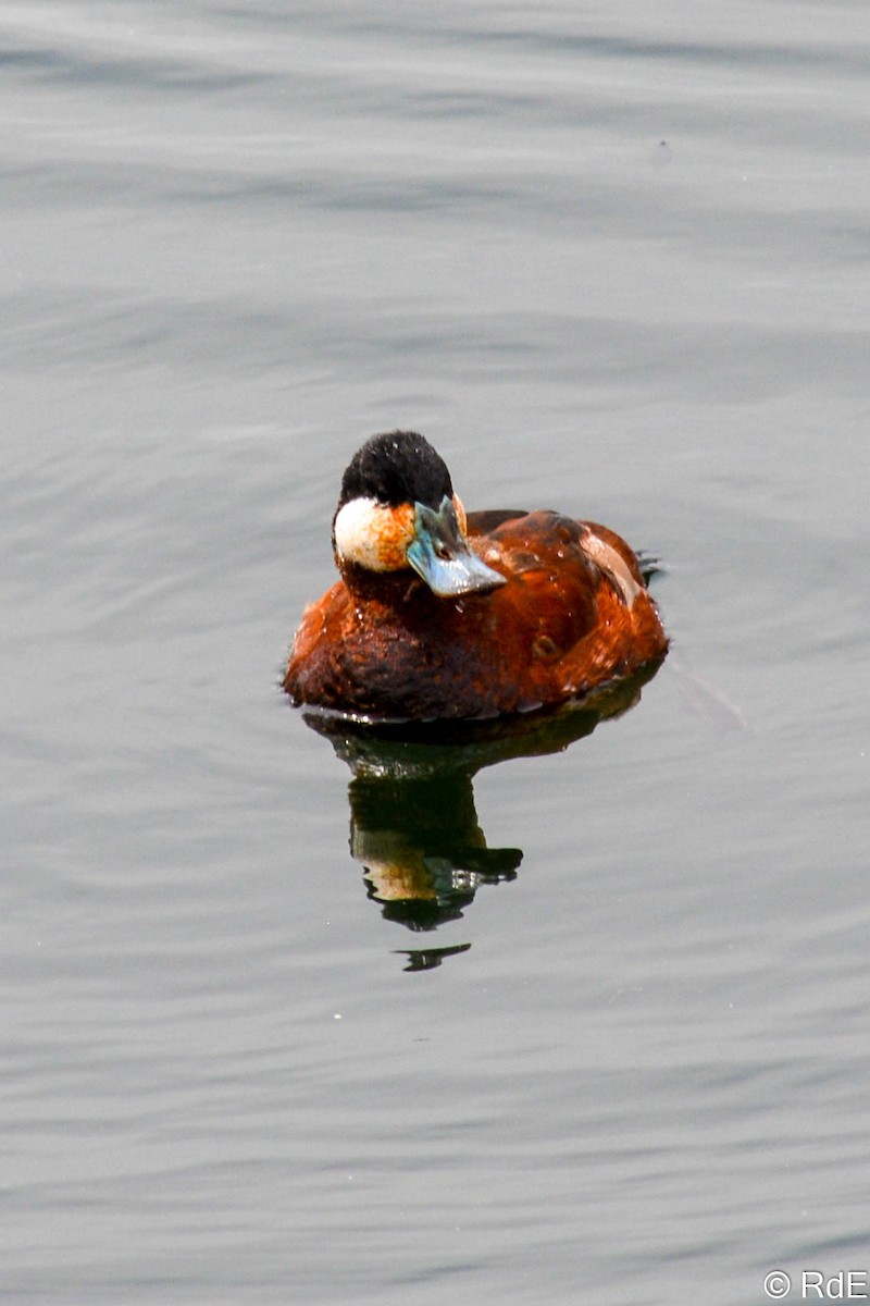 Ruddy Duck - ML435210591