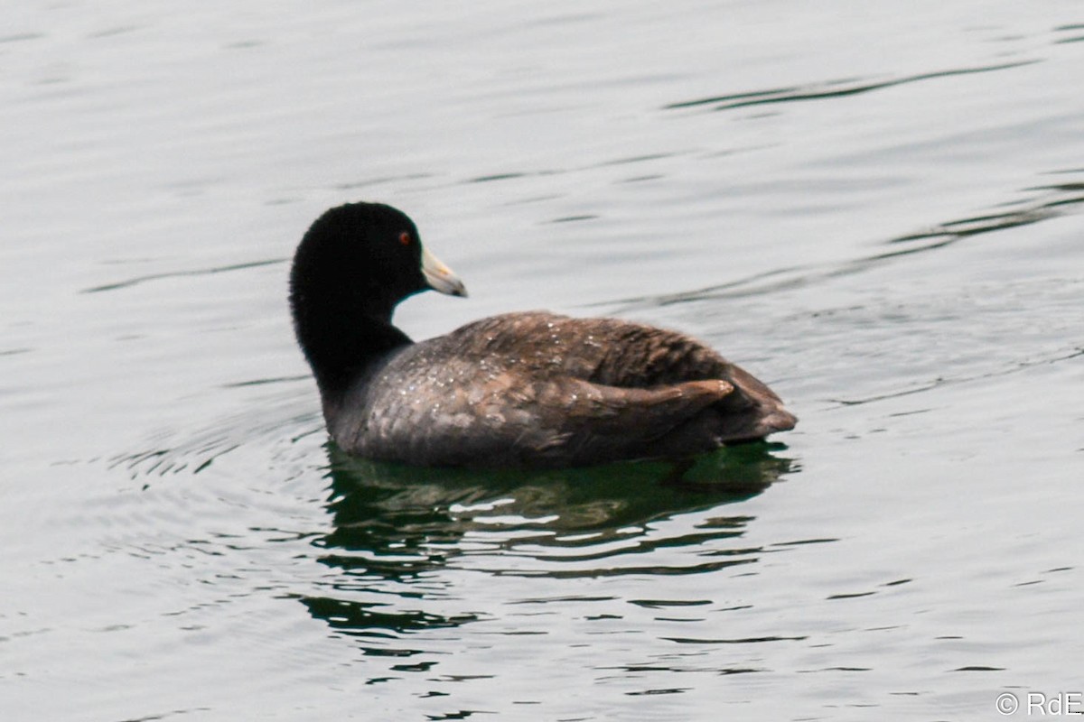 American Coot - ML435211091