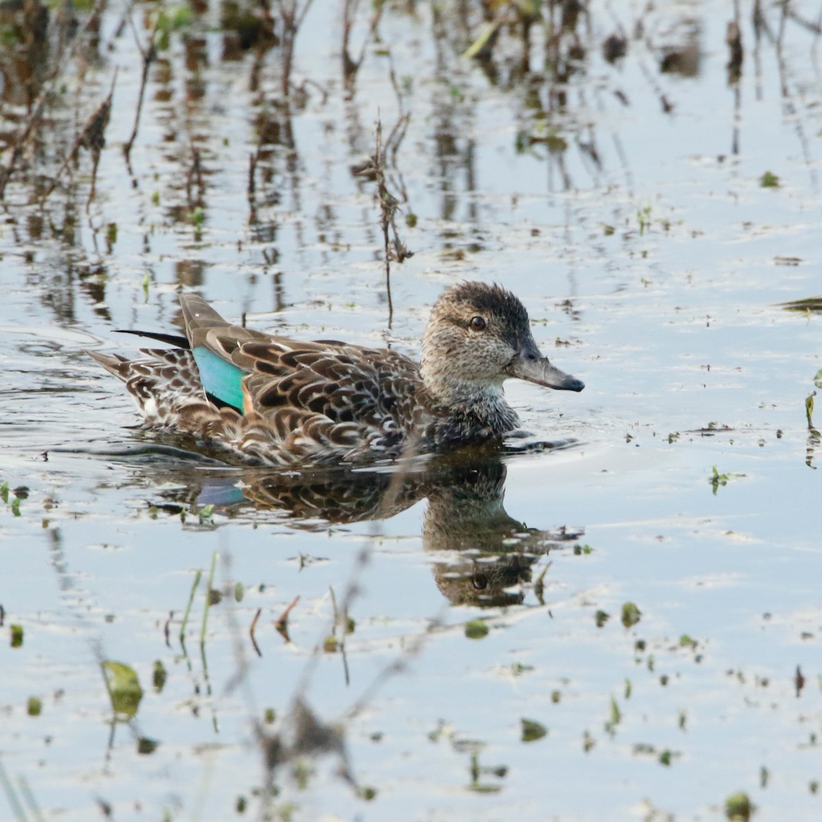 Green-winged Teal - ML435211601