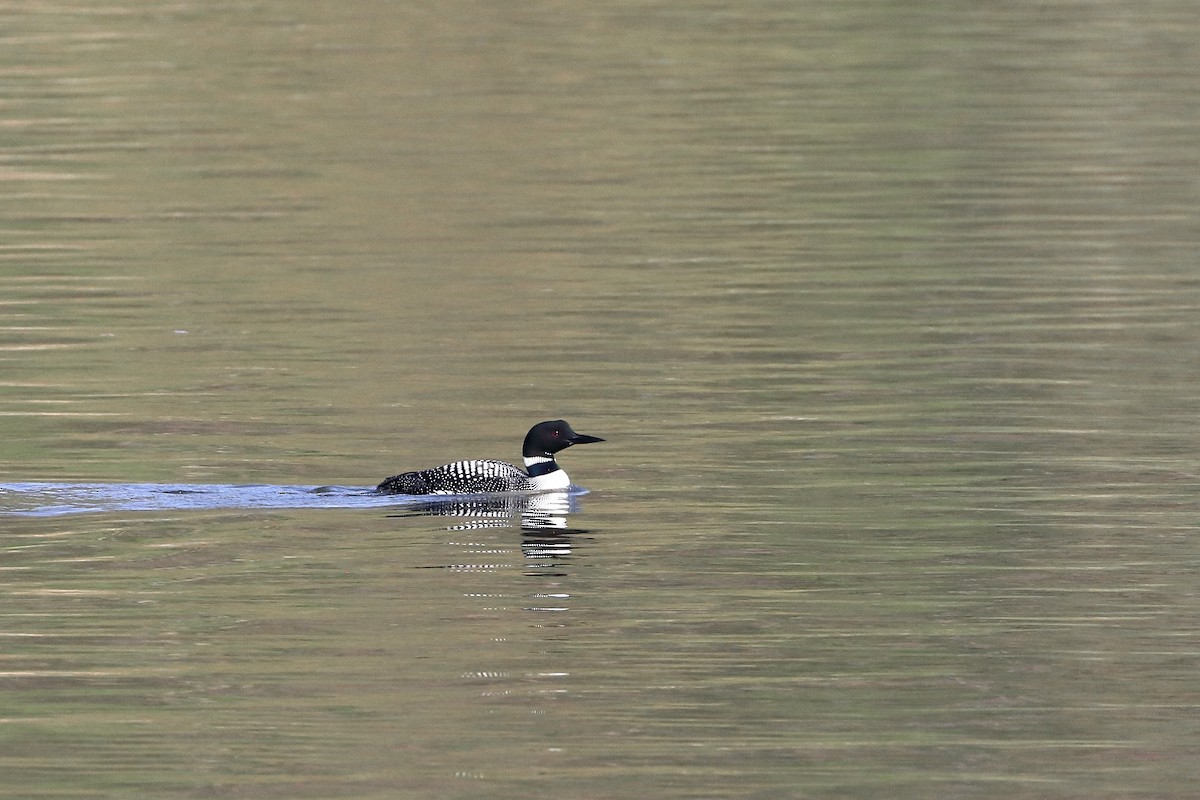 Common Loon - Robb Morris