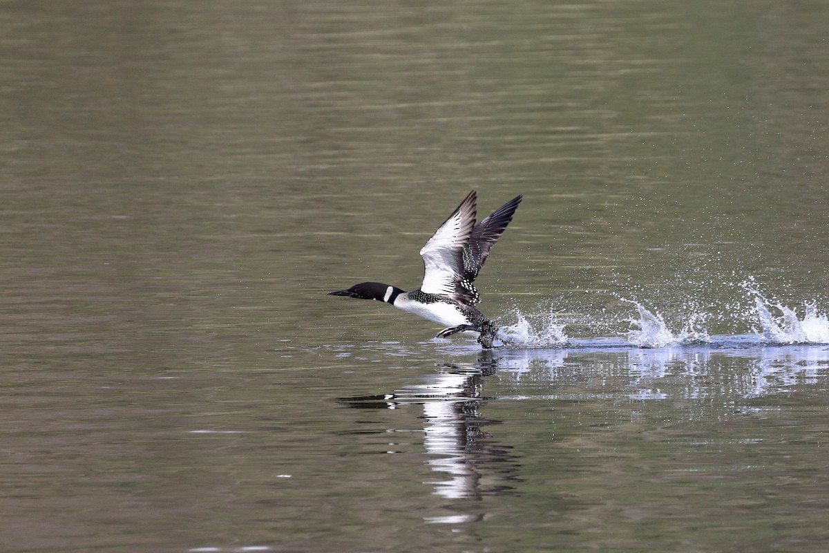 Common Loon - ML435211951