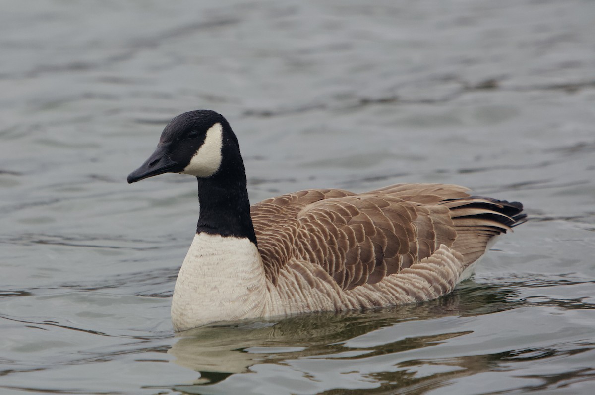 Canada Goose - ML435212221