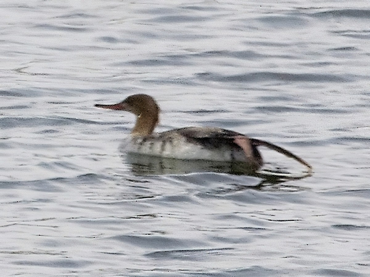 Red-breasted Merganser - ML435213301