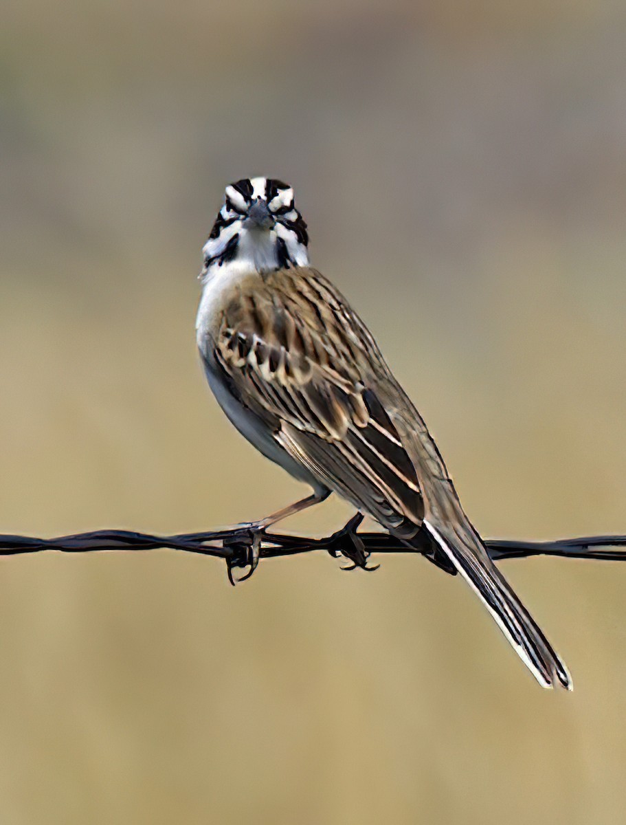 Bruant à joues marron - ML435213481