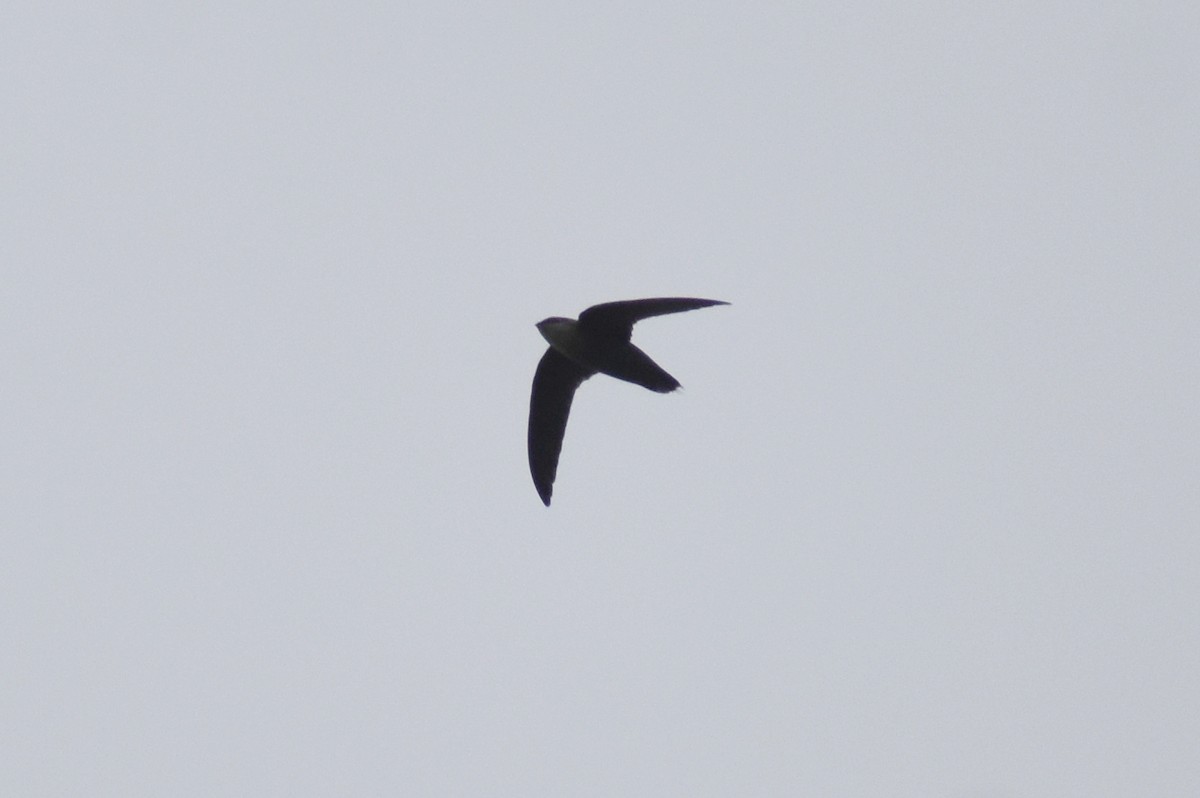 Chimney Swift - ML435213491