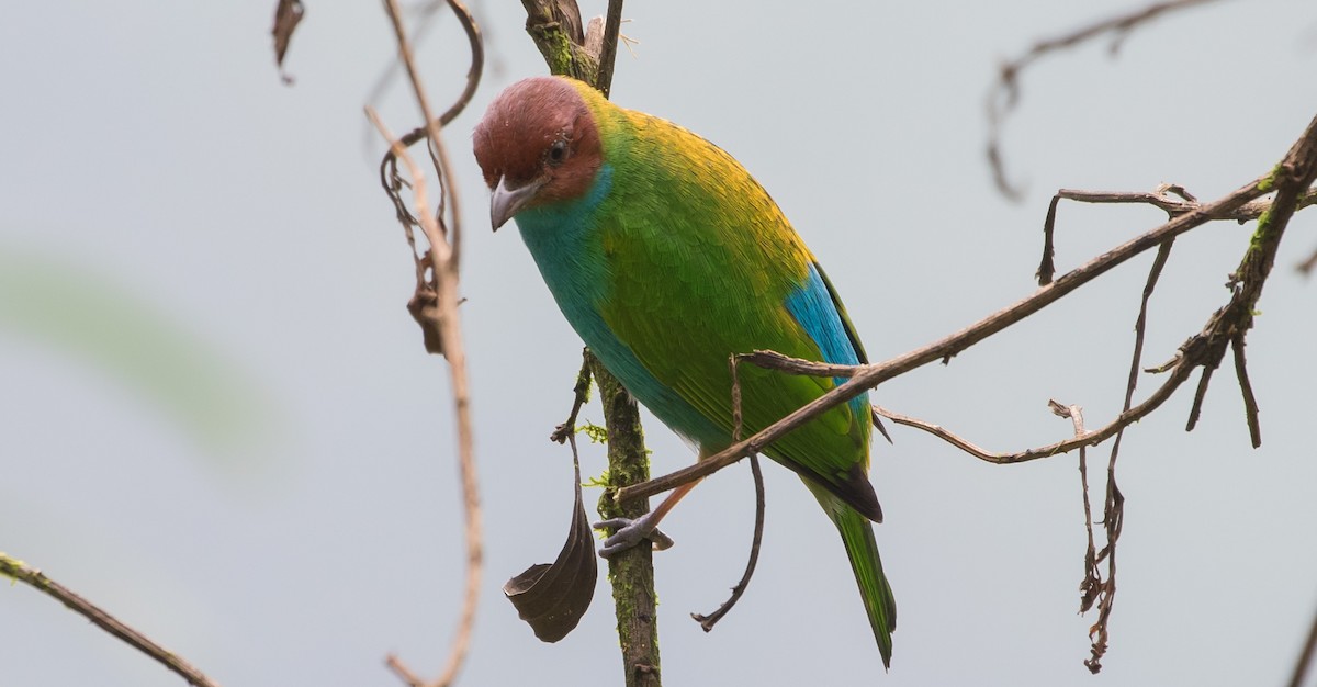 Bay-headed Tanager - Caleb Putnam