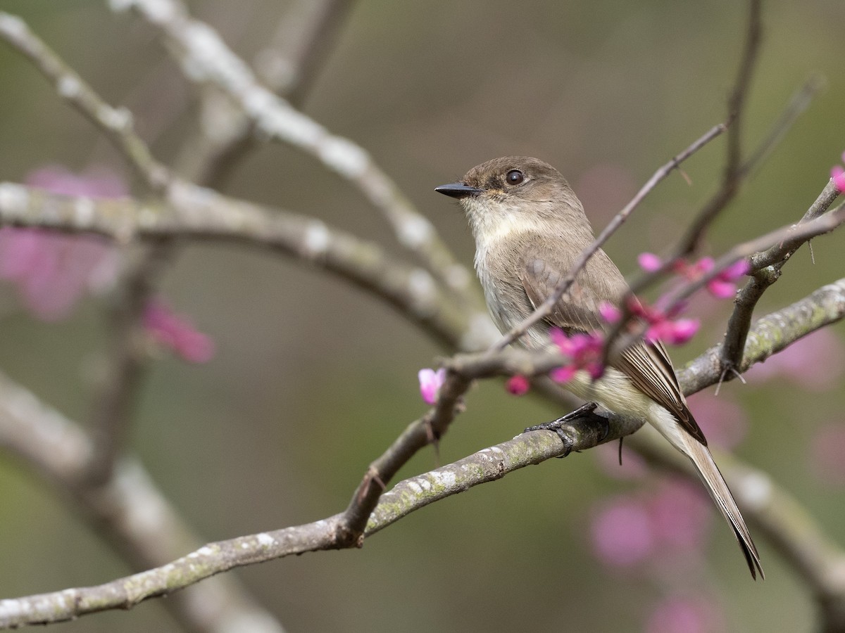 Eastern Phoebe - ML435214791