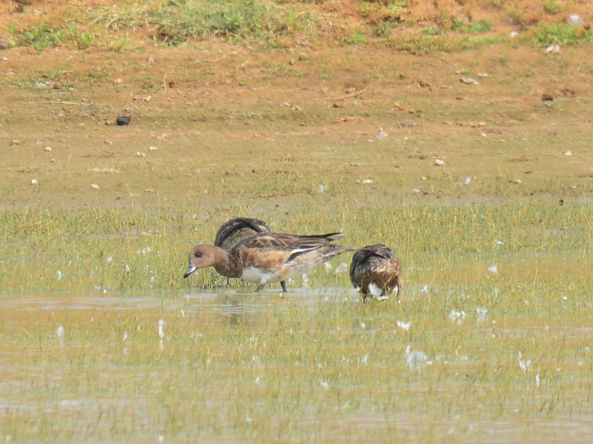 Eurasian Wigeon - ML43521581