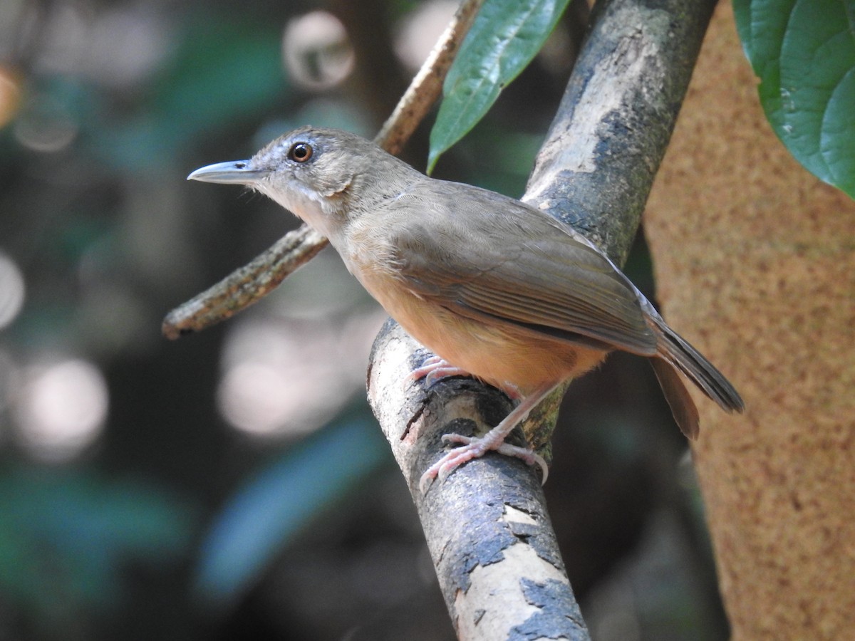 Abbott's Babbler - ML435216671