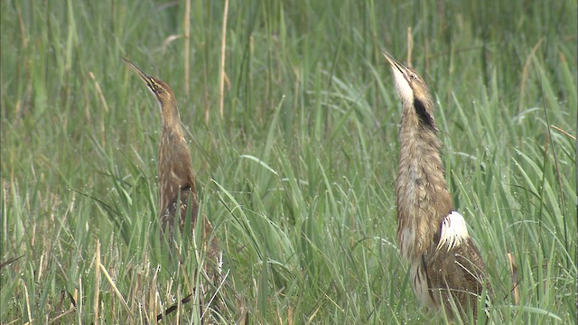 American Bittern - ML435217