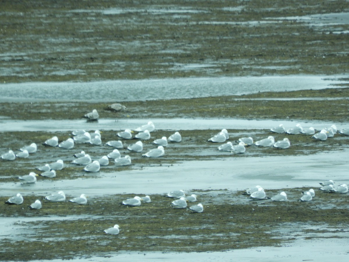 Glaucous Gull - Raymie Miller