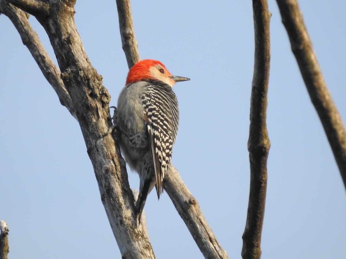 Red-bellied Woodpecker - Mary  McMahon