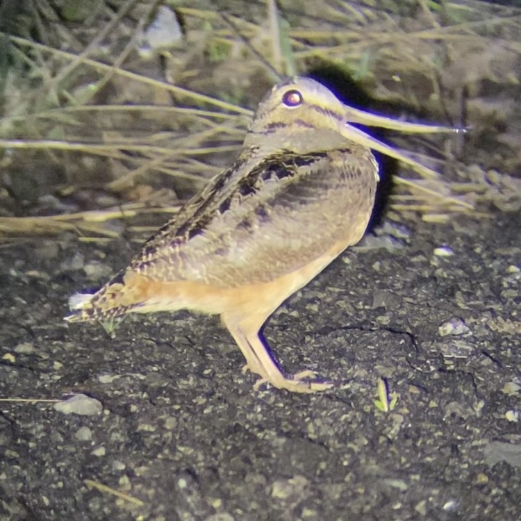 American Woodcock - ML435218991