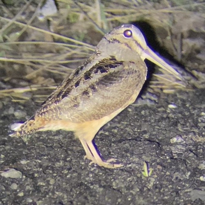 American Woodcock - ML435219001