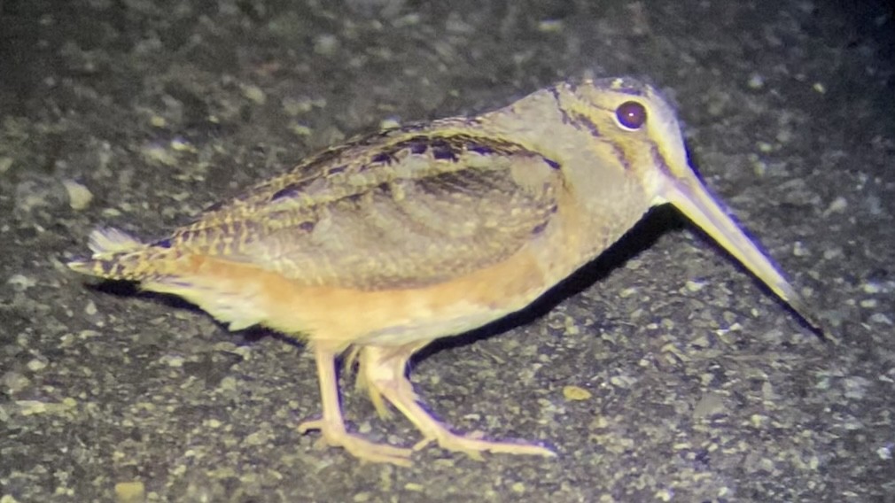 American Woodcock - ML435219011