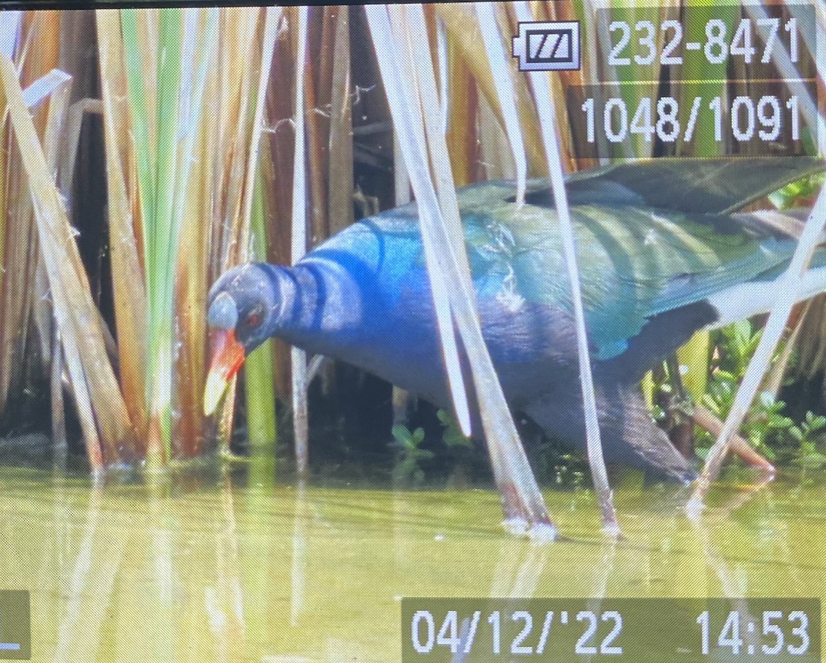 Purple Gallinule - ML435221711