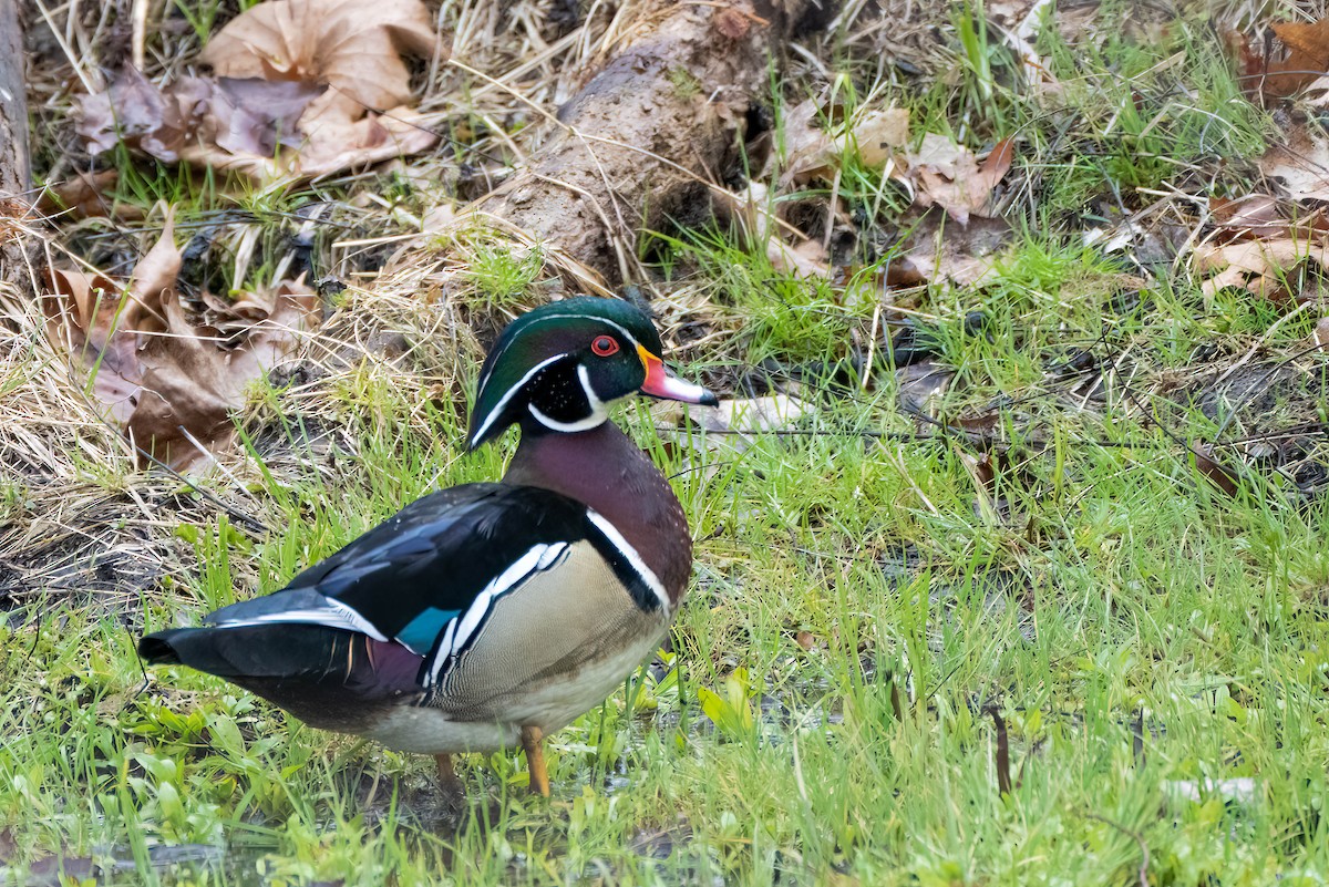 Wood Duck - ML435222191