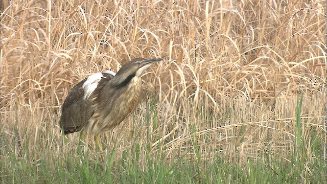 American Bittern - ML435223