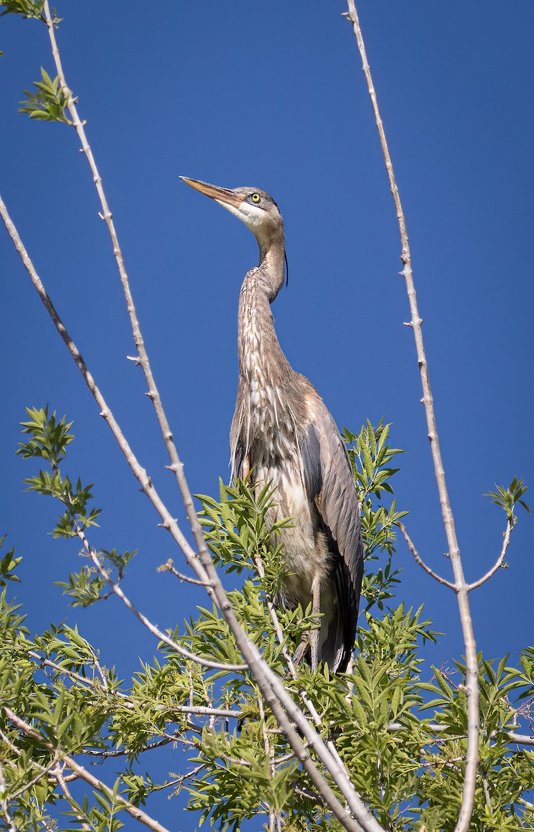 Great Blue Heron - Nick Viani