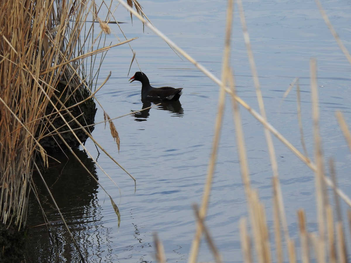 Common Gallinule - ML435223651