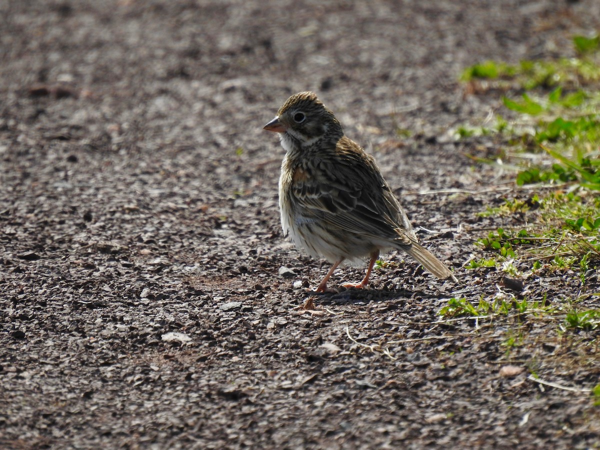 Vesper Sparrow - ML435223771