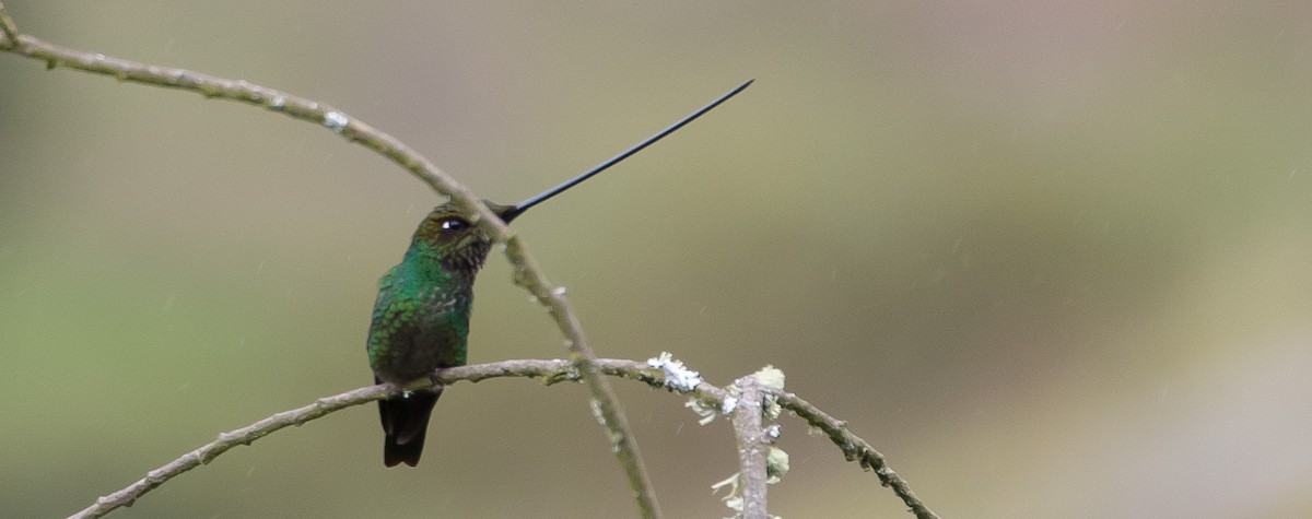 Sword-billed Hummingbird - ML435223901
