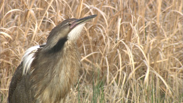 American Bittern - ML435224