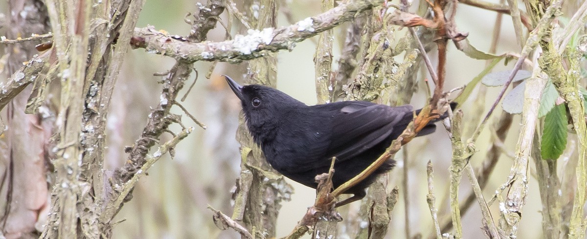 Black Flowerpiercer - ML435224201