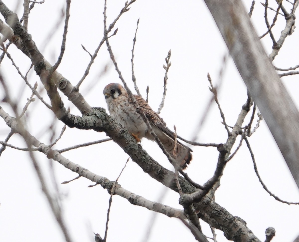 American Kestrel - ML435224311