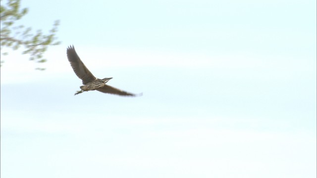 American Bittern - ML435225