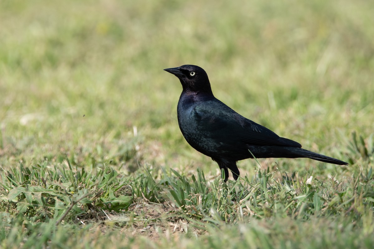 Brewer's Blackbird - Jing-Yi Lu